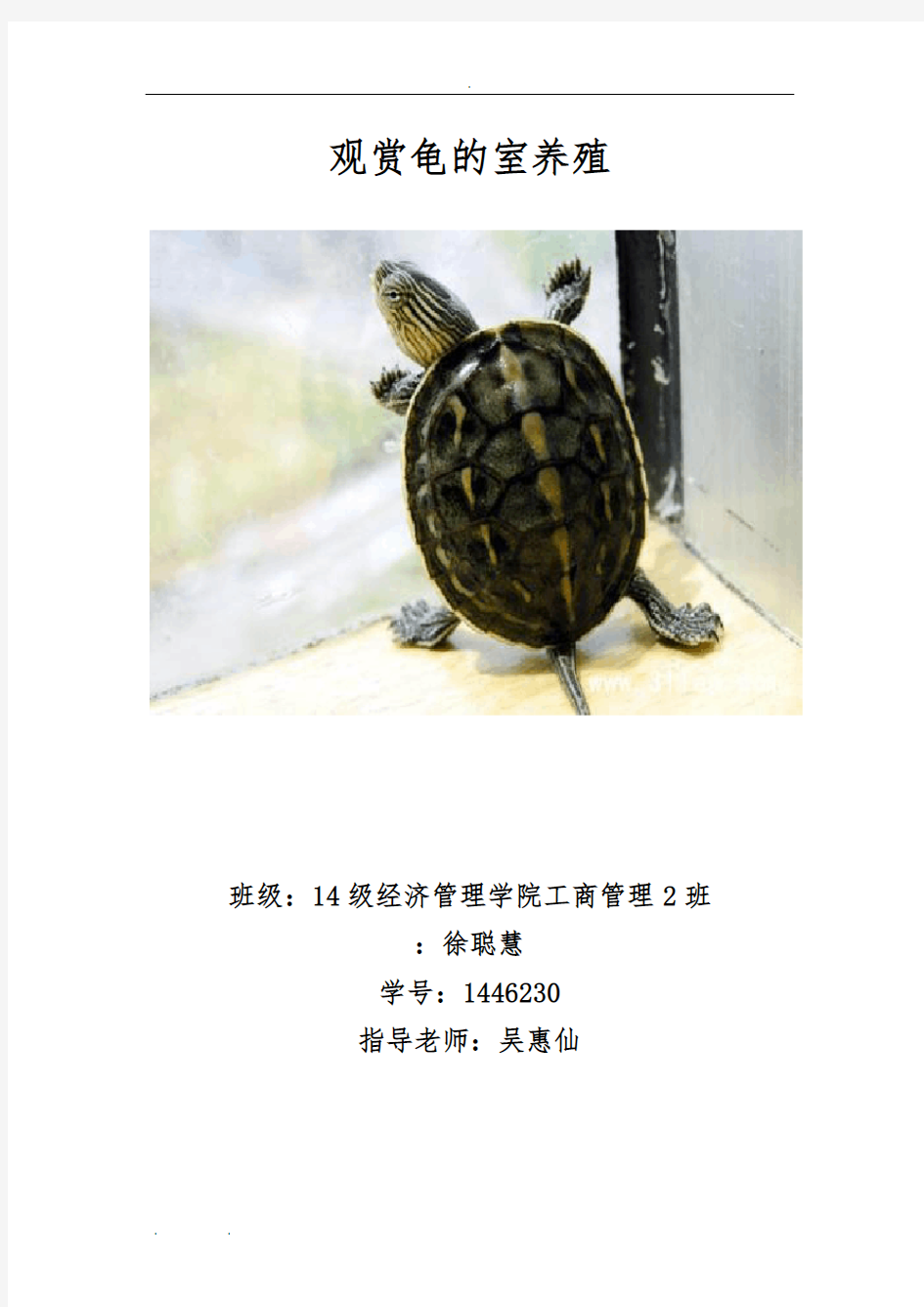 龟鳖文化与龟鳖鉴赏论文。