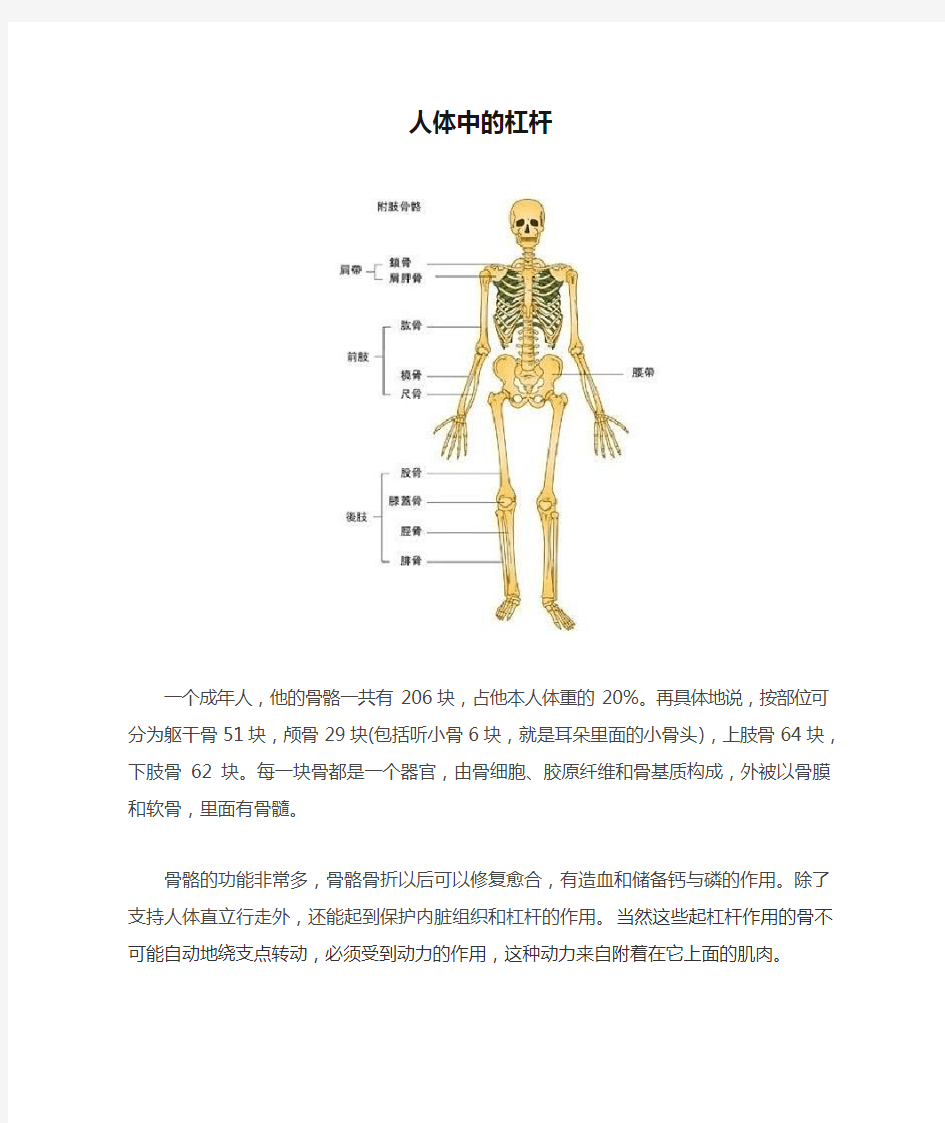 人体中的杠杆解读