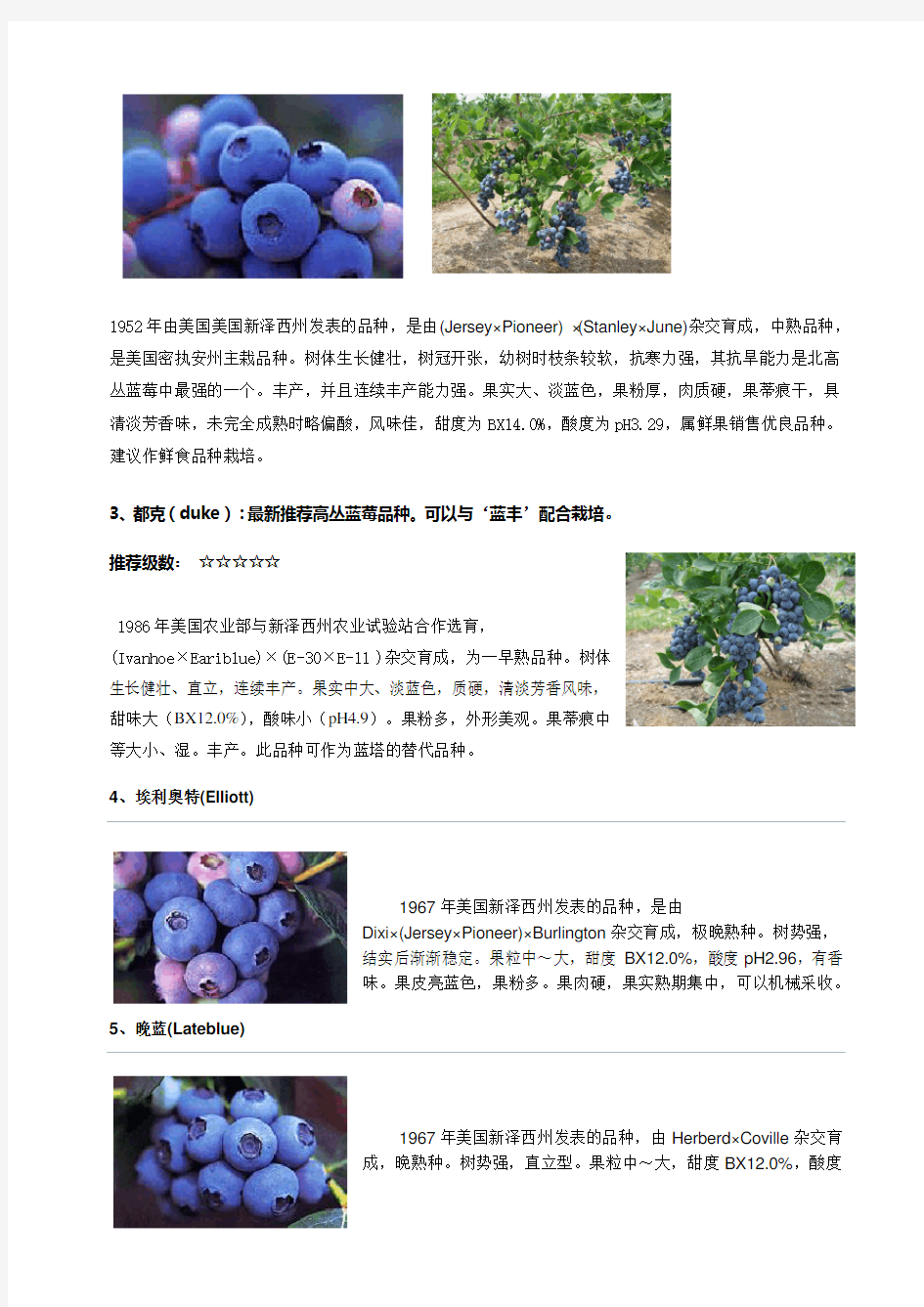 蓝莓品种品种介绍及图片