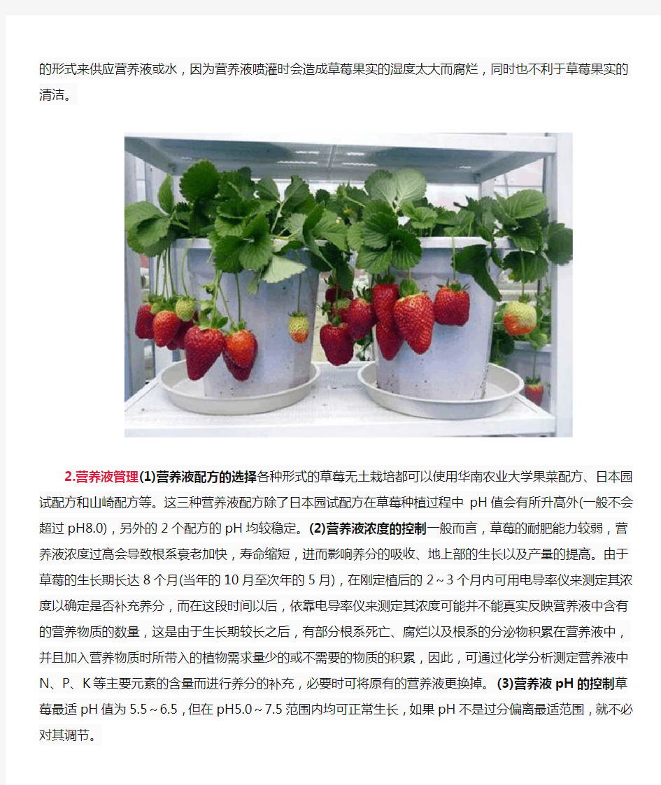草莓如何进行无土栽培草莓无土栽培技术要点