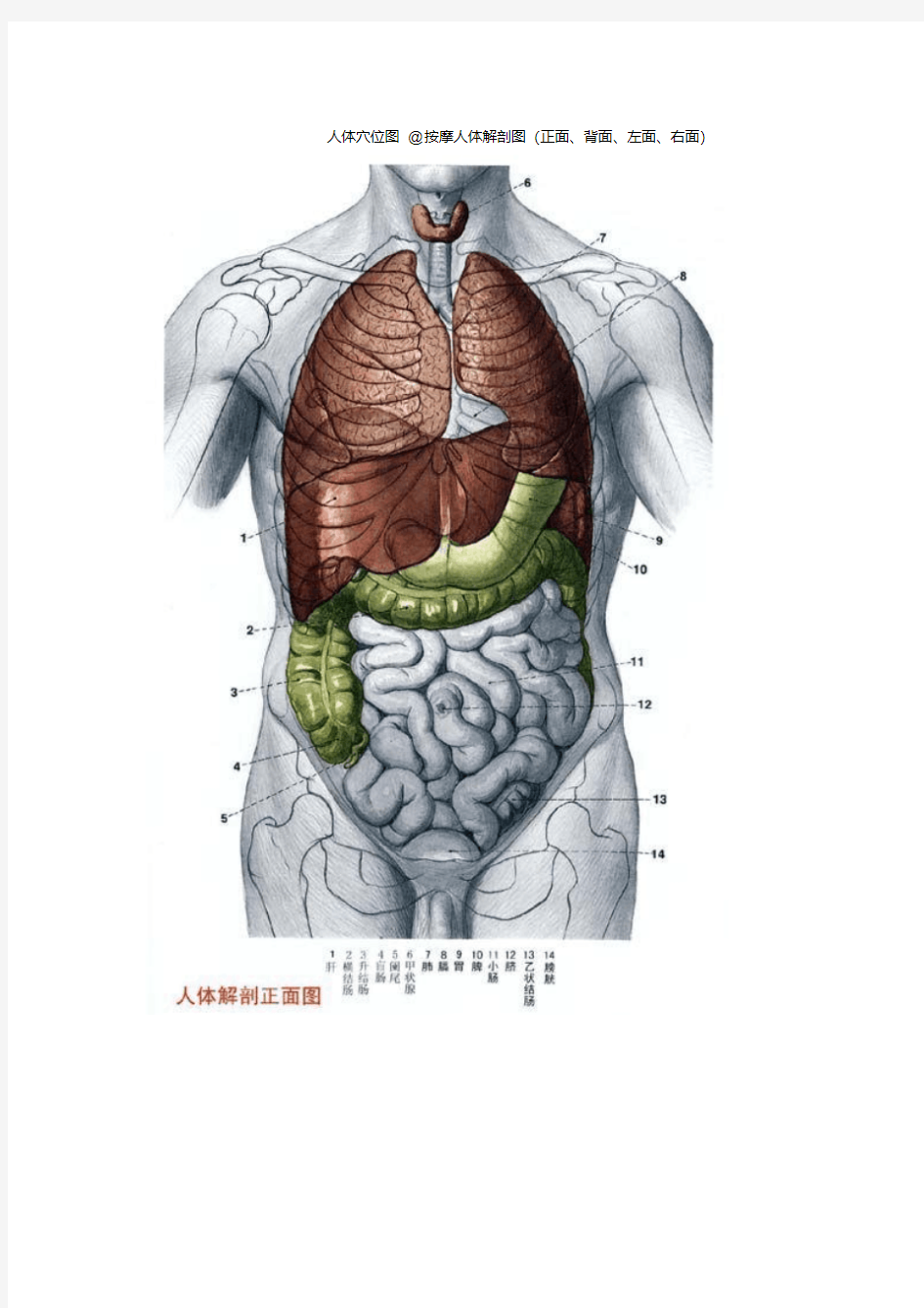 人体穴位图大全及详解