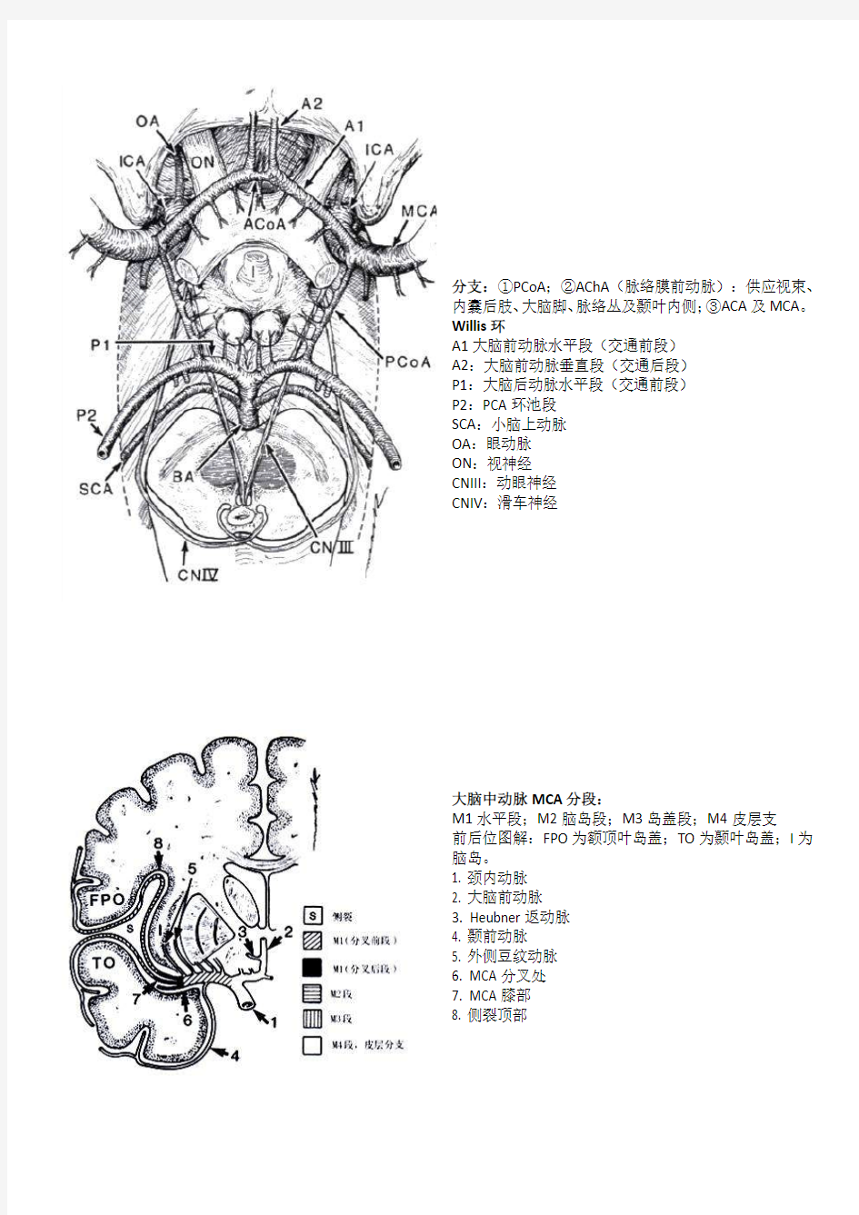 脑血管解剖与分段详解