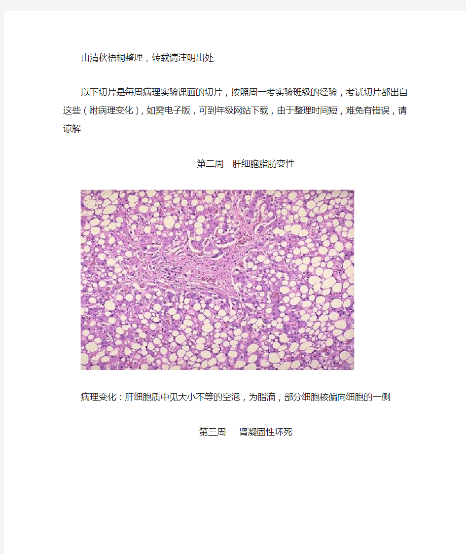 病理实验切片