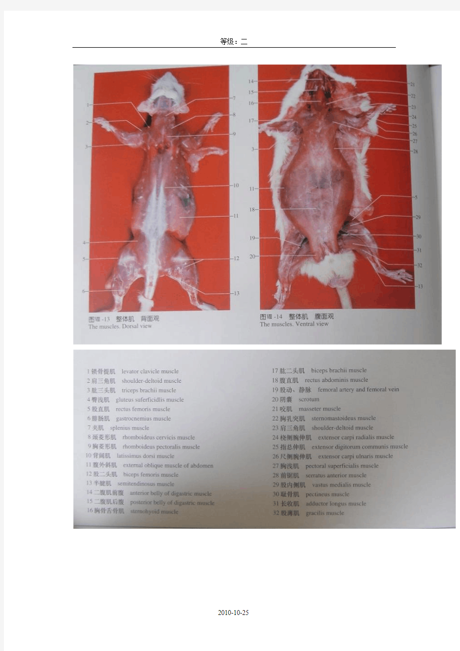 大白鼠解剖图[2]