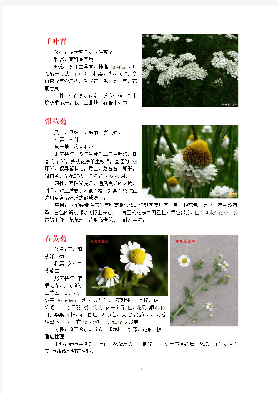 菊花品种分类
