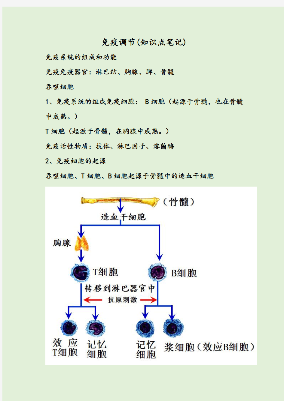 免疫调节(知识点笔记)