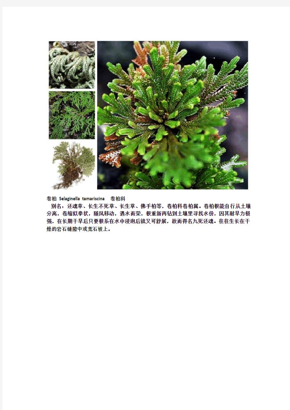 常见蕨类植物图鉴