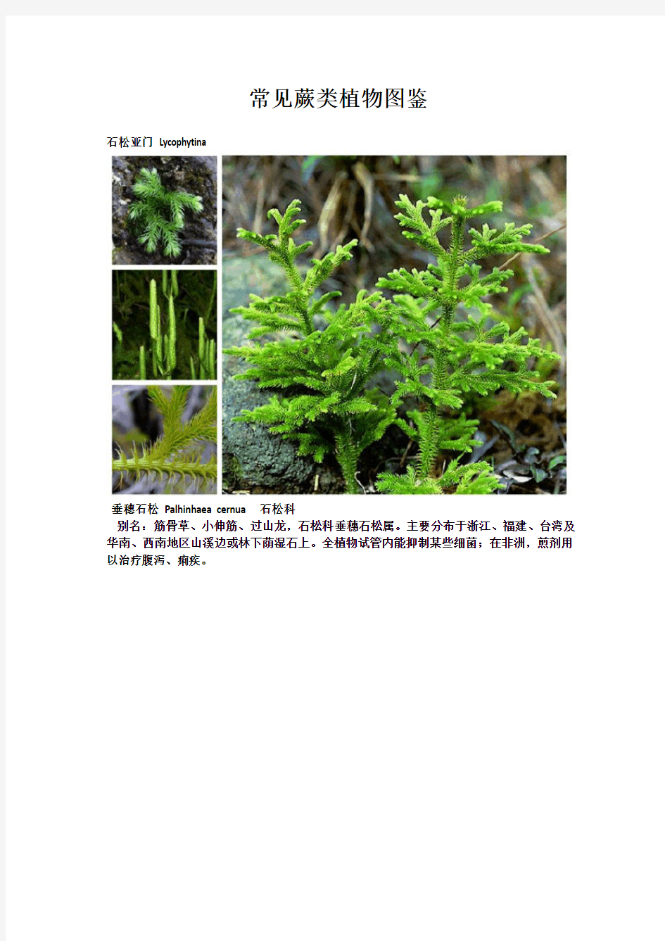 常见蕨类植物图鉴
