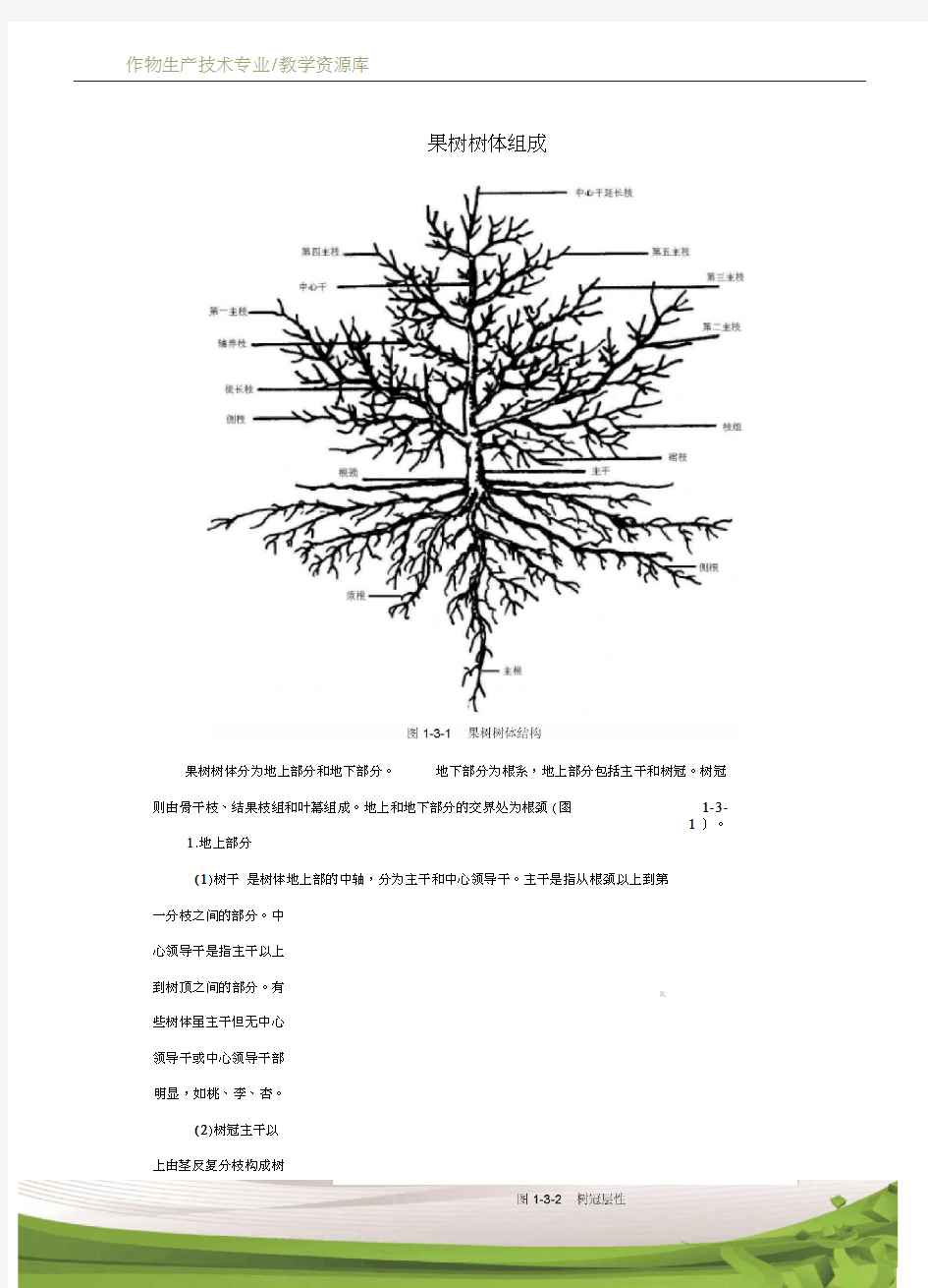 设施果树生产果树树体组成技术资料1