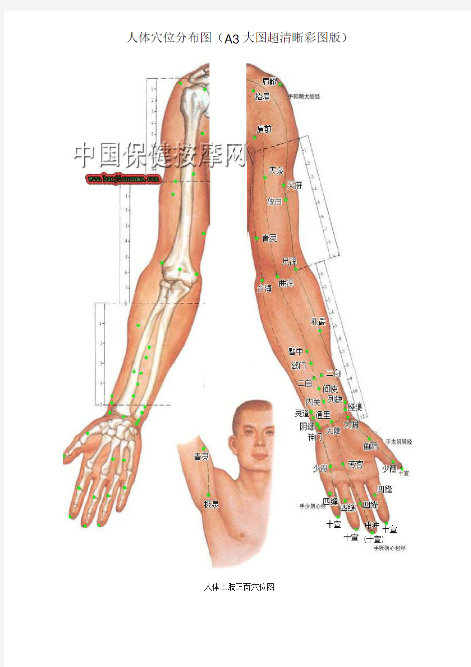 人体穴位分布A3大图(超清晰彩图版)