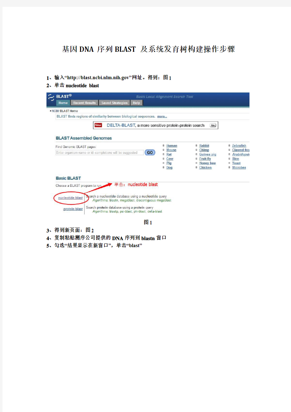 基因DNA序列BLAST及系统发育树构建操作步骤