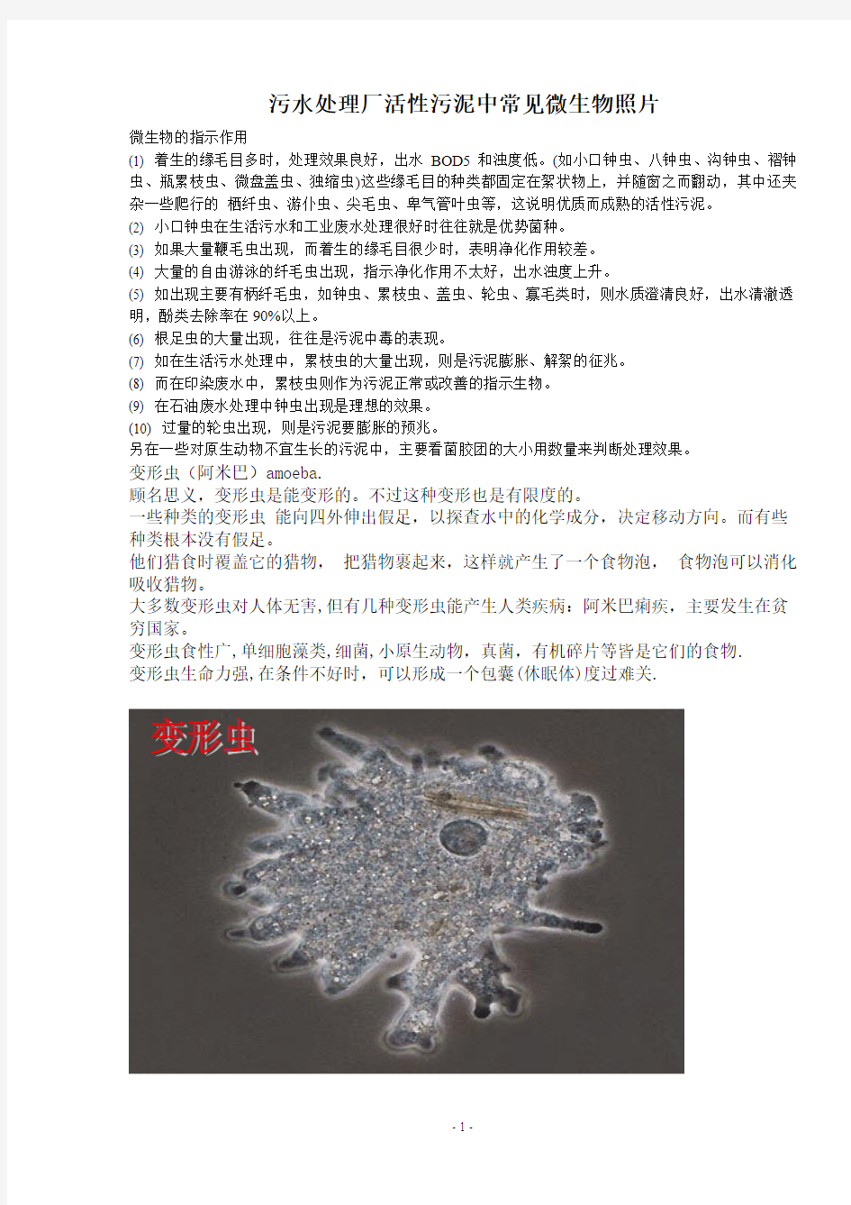 污水处理厂活性污泥微生物照片