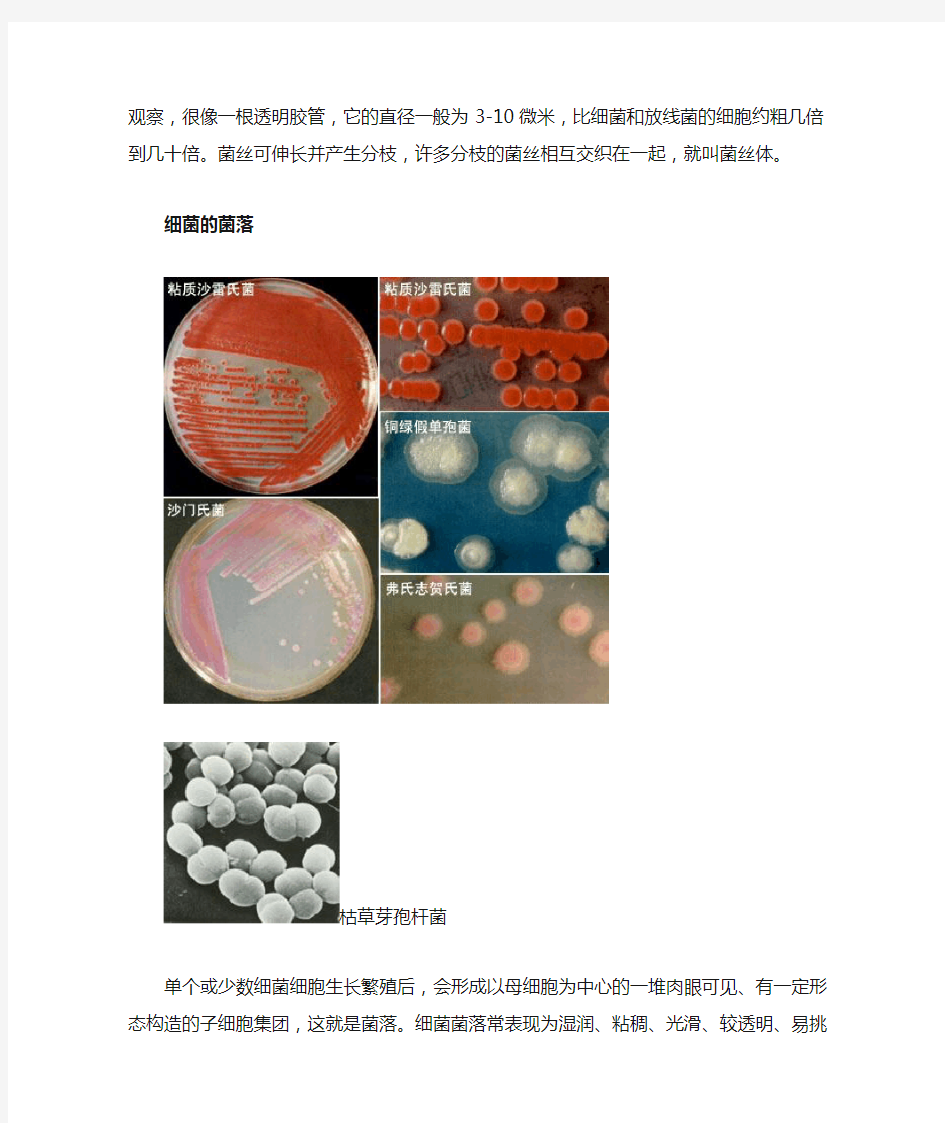 微生物菌落图片