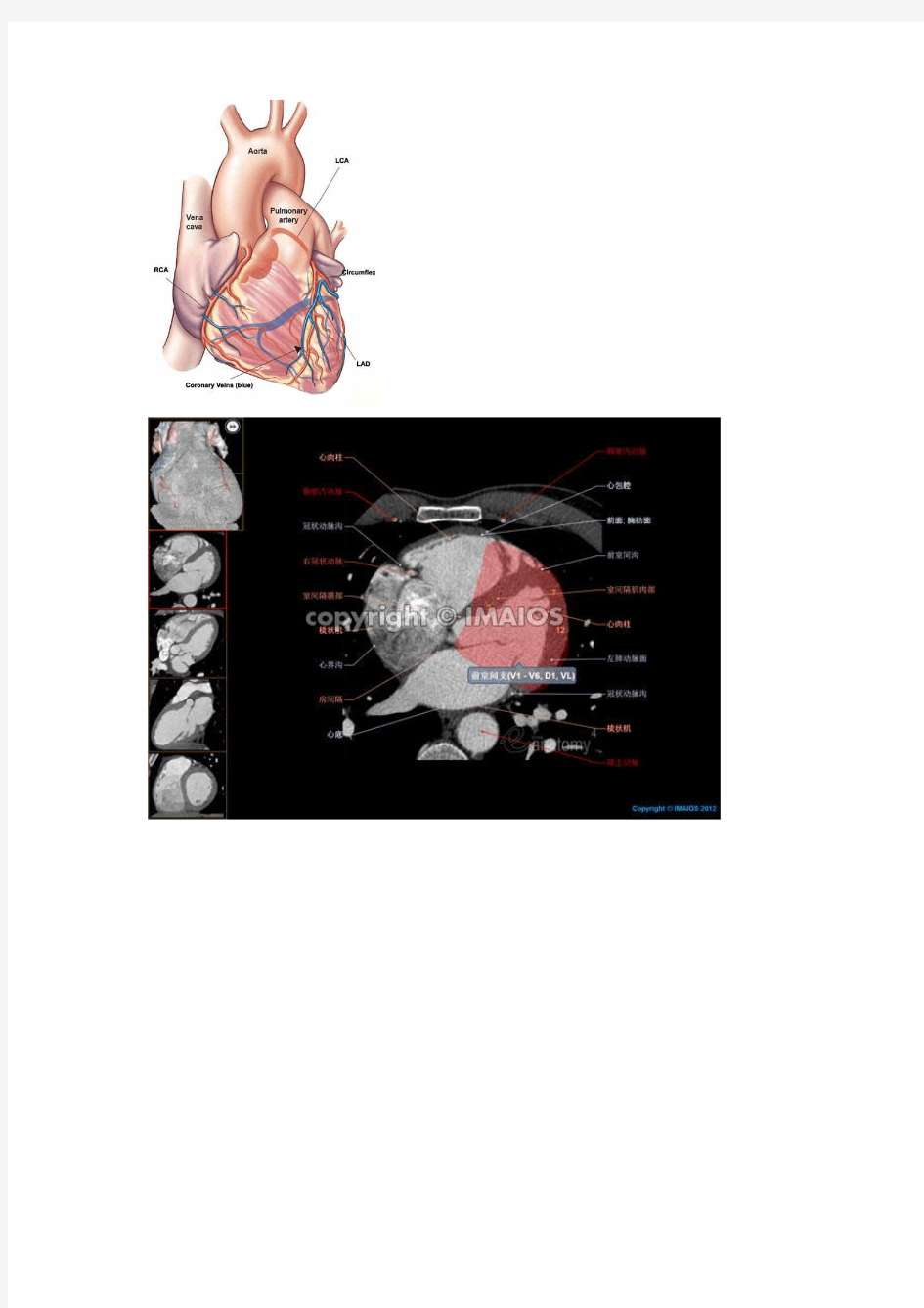 心脏冠状动脉和心静脉解剖图.