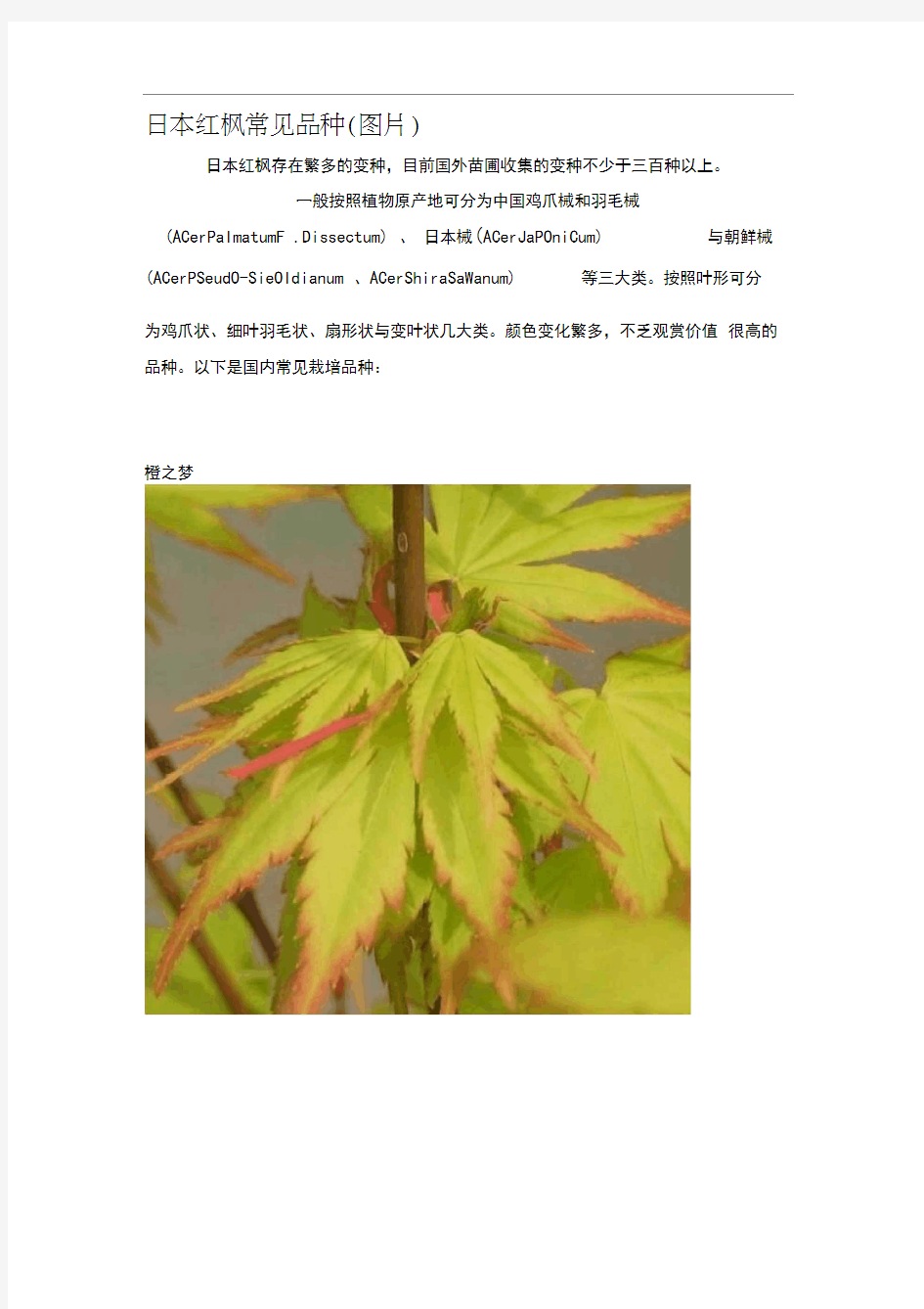 日本红枫常见品种(附图)