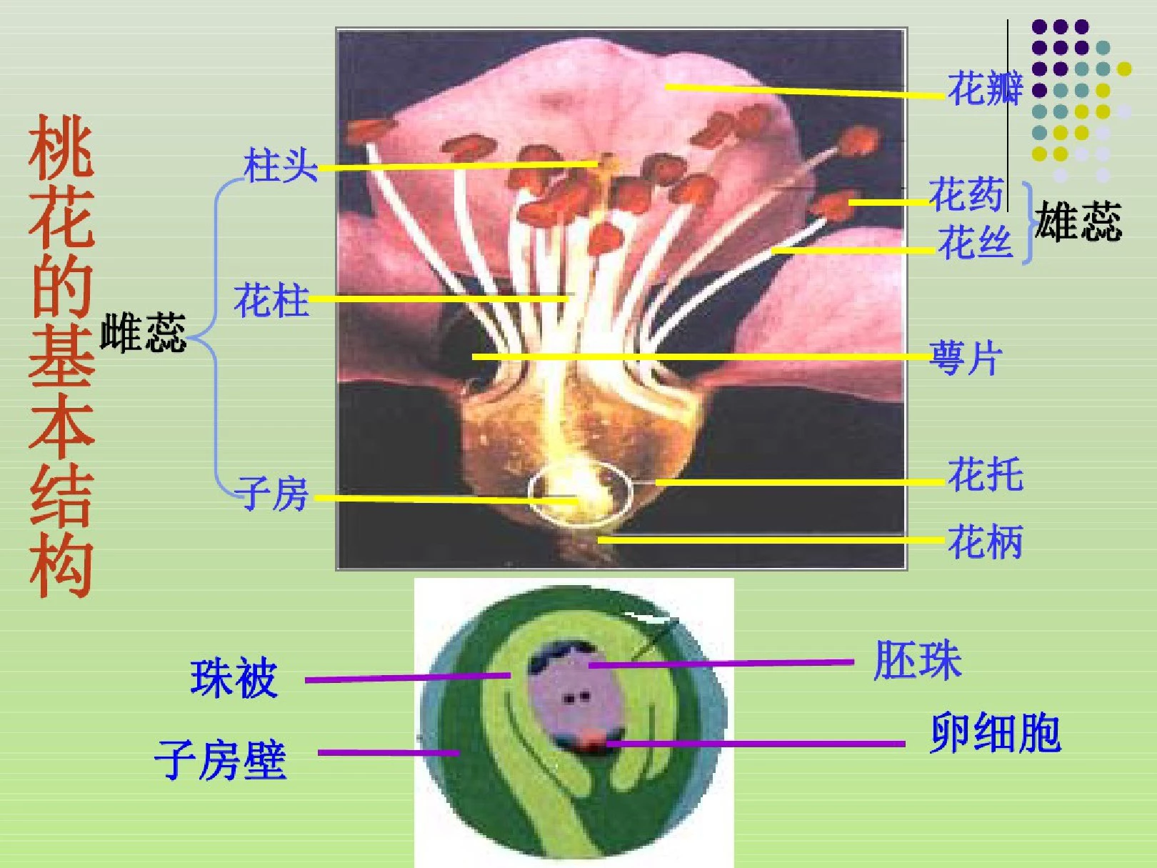 绿色植物与生物圈的水循环76054-完整版