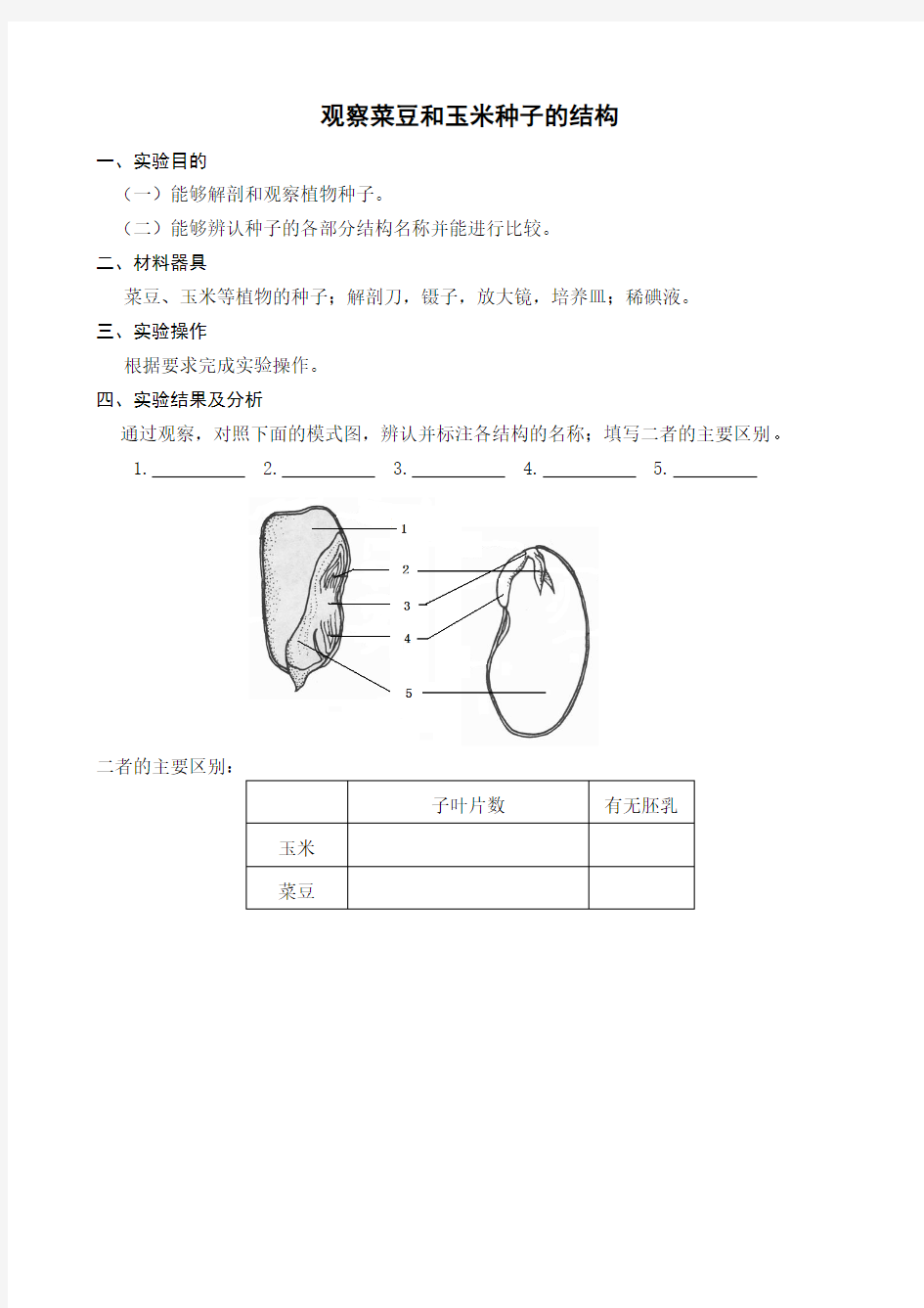 5.观察菜豆和玉米种子的结构