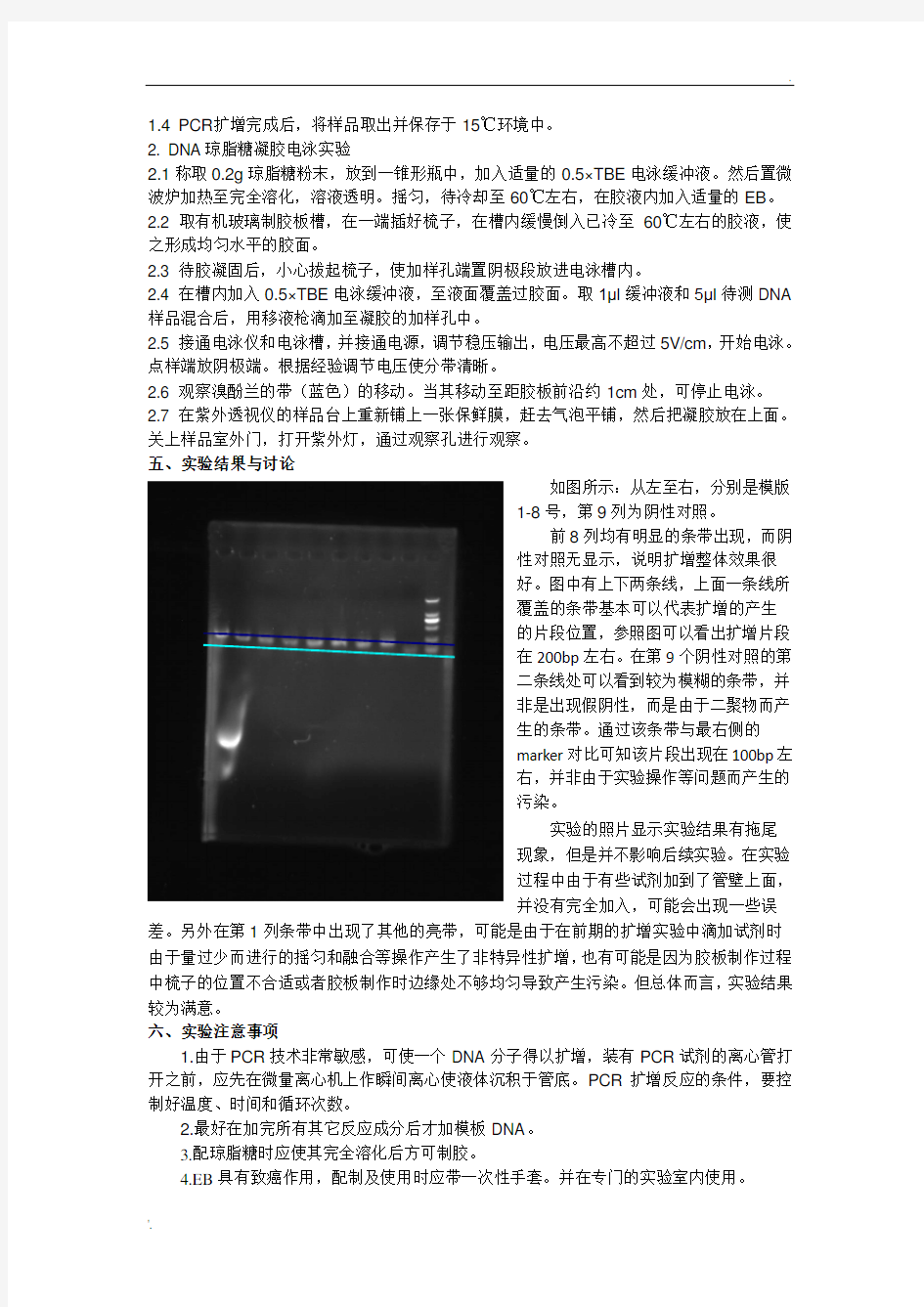 DNA提取及PCR扩增实验报告