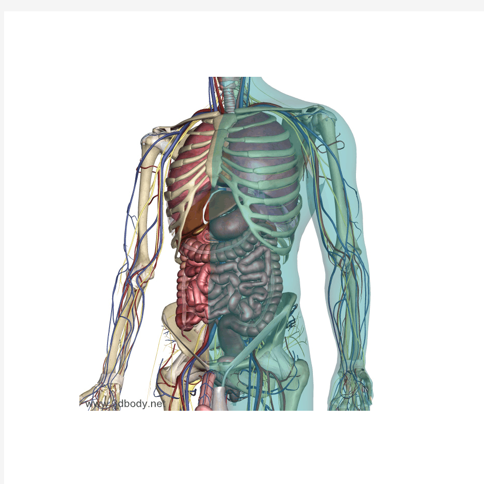 3D透明人体解剖图