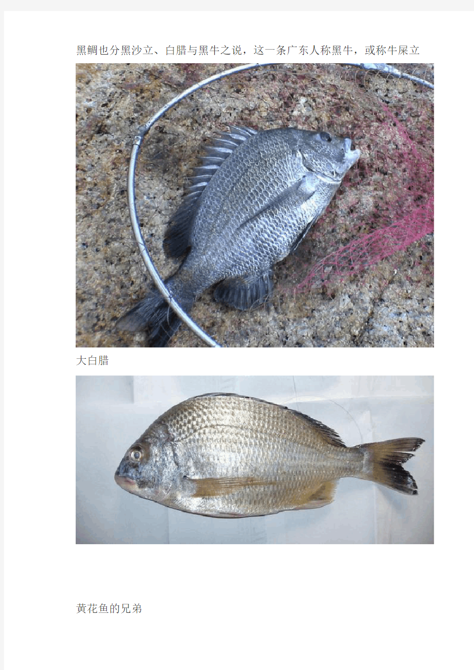 海南常见海鱼品种