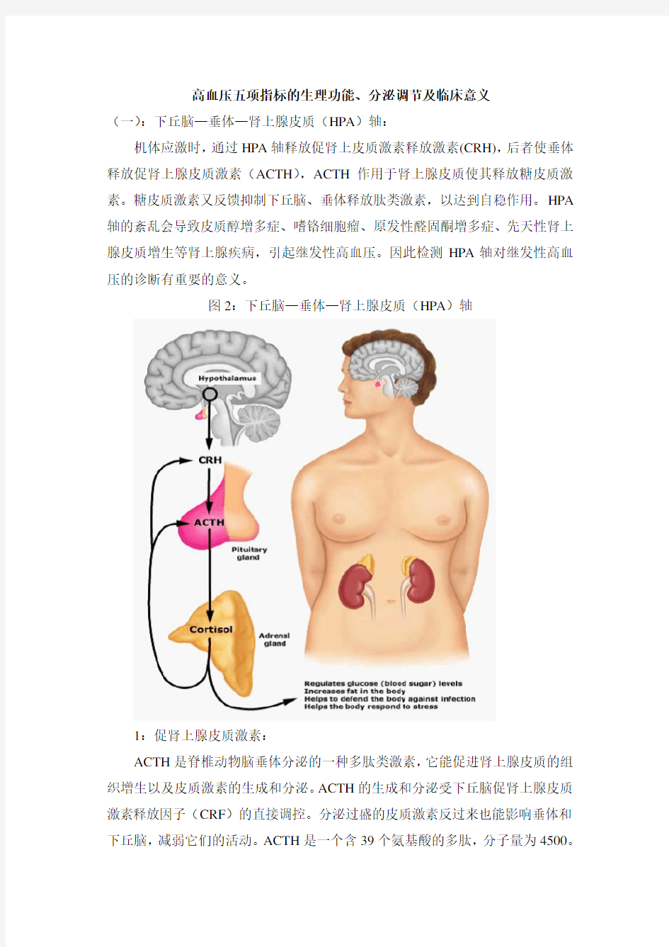 高血压五项指标的生理功能、分泌调节及临床意义