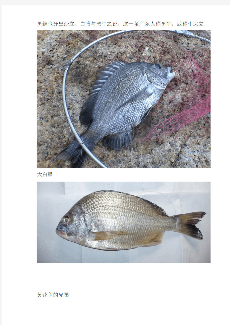 海南常见海鱼品种
