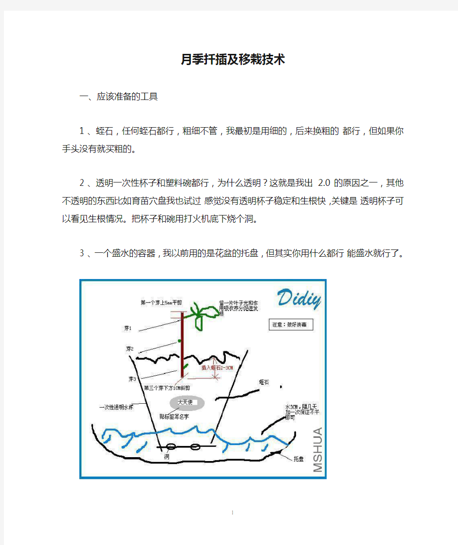 月季扦插及移栽技术