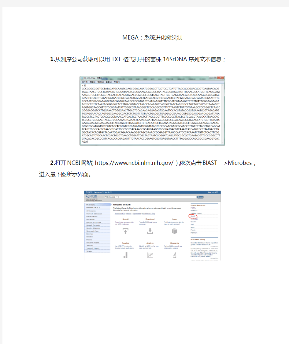 系统进化树绘制