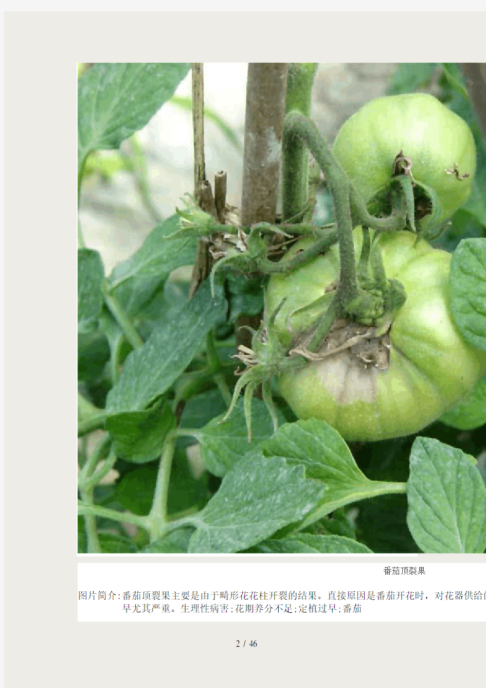 番茄病虫害图谱及防治方法介绍