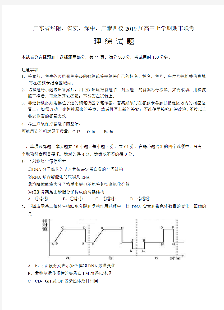 广东省华附、省实、深中、广雅四校2019届高三上学期期末联考理综