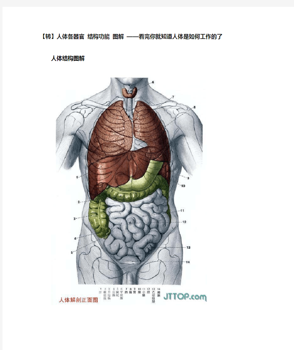 人体各器官 结构功能 图解
