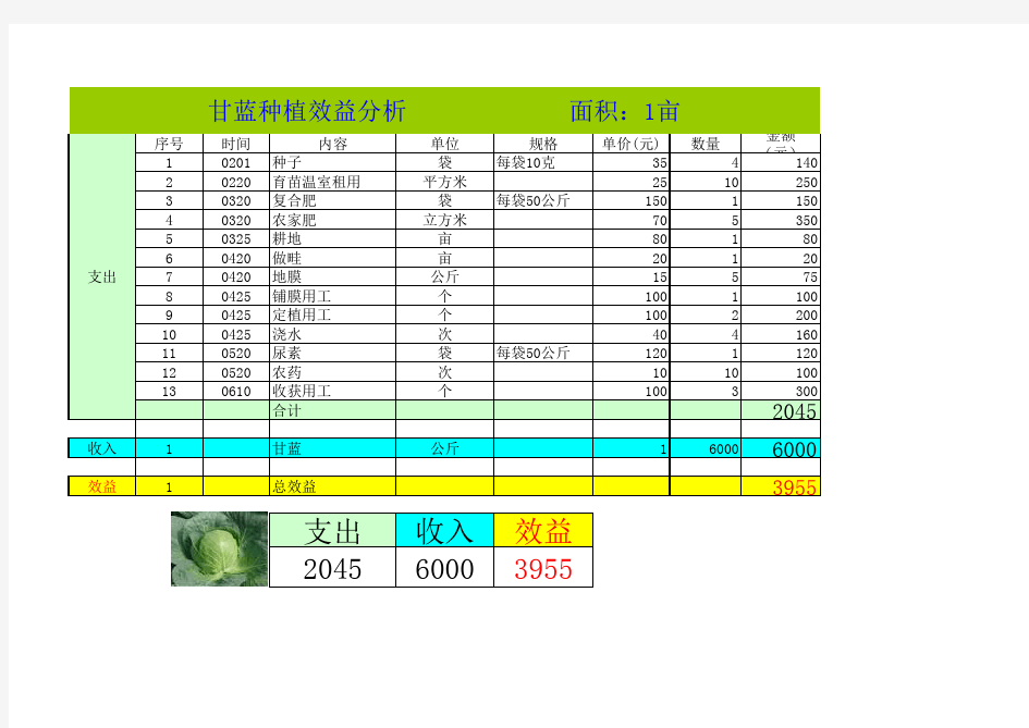 甘蓝种植效益分析