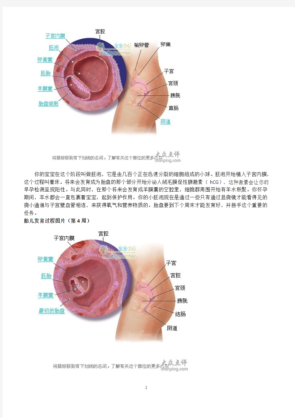 怀孕40周胎儿发育图片