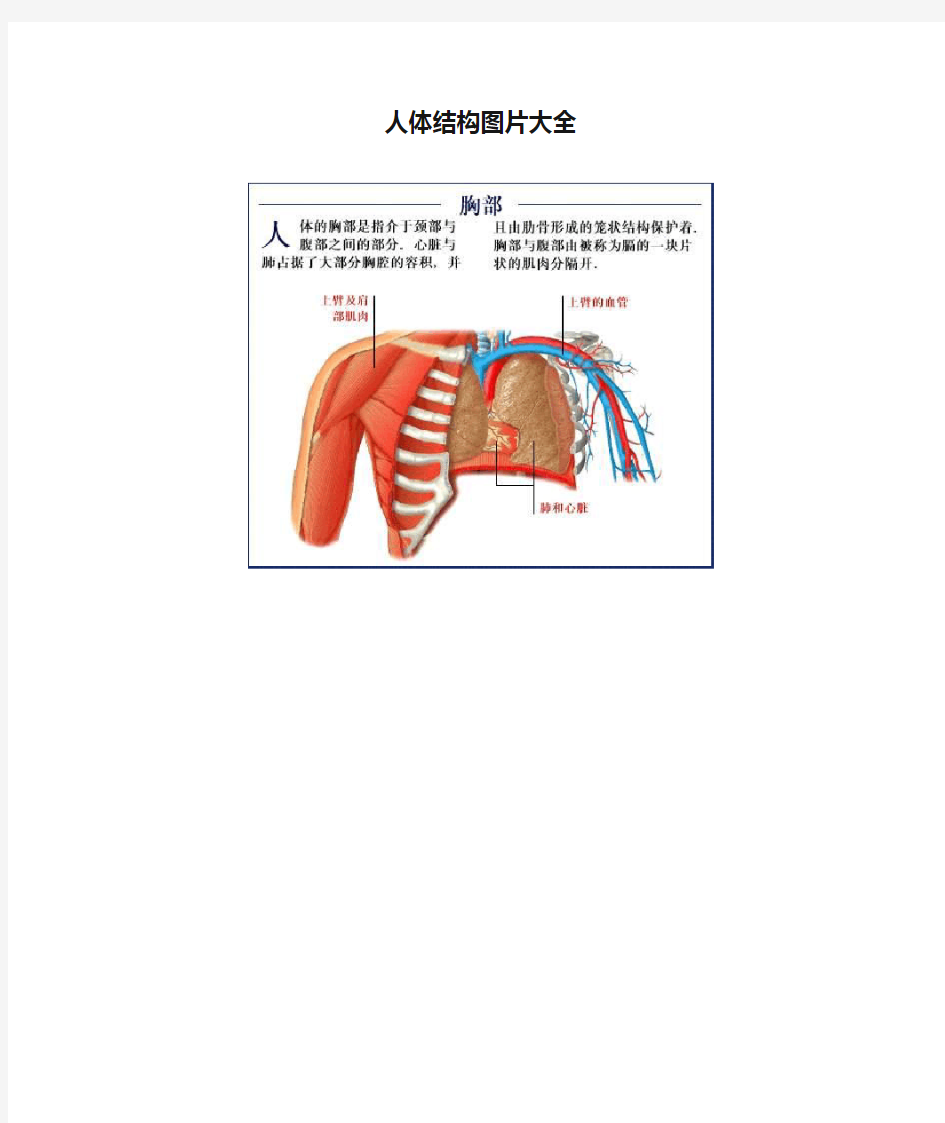 人体结构图片大全