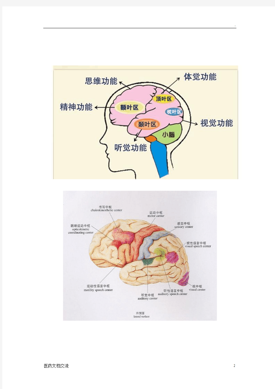 各脑区划分及功能