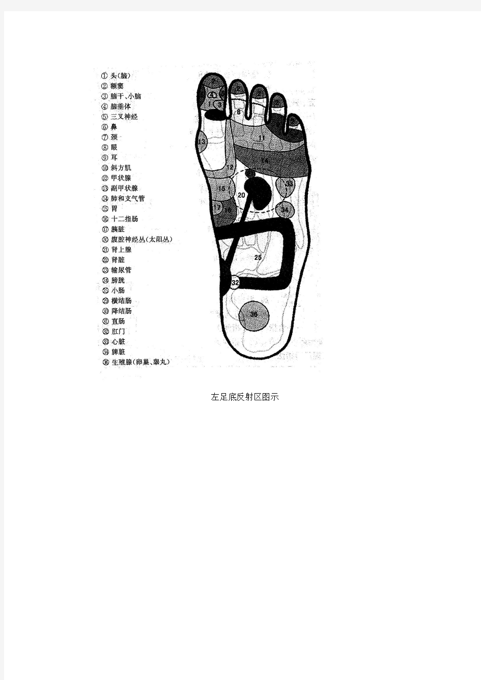 左足底反射区图示