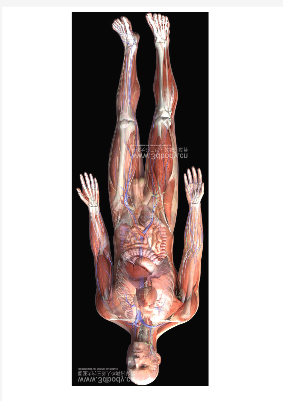 全套精美3D人体解剖图谱(免费)