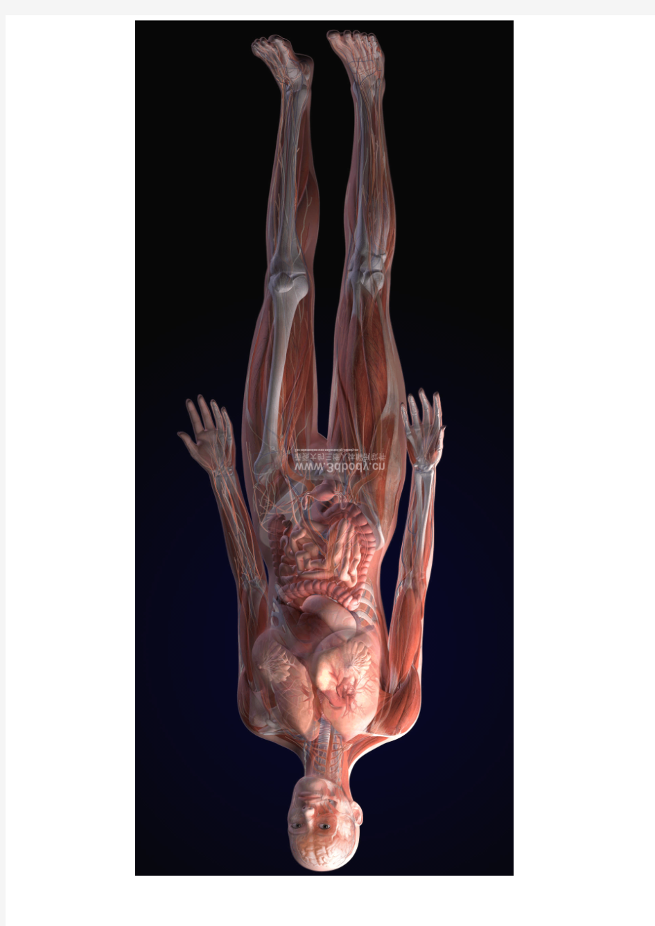全套精美3D人体解剖图谱(免费)