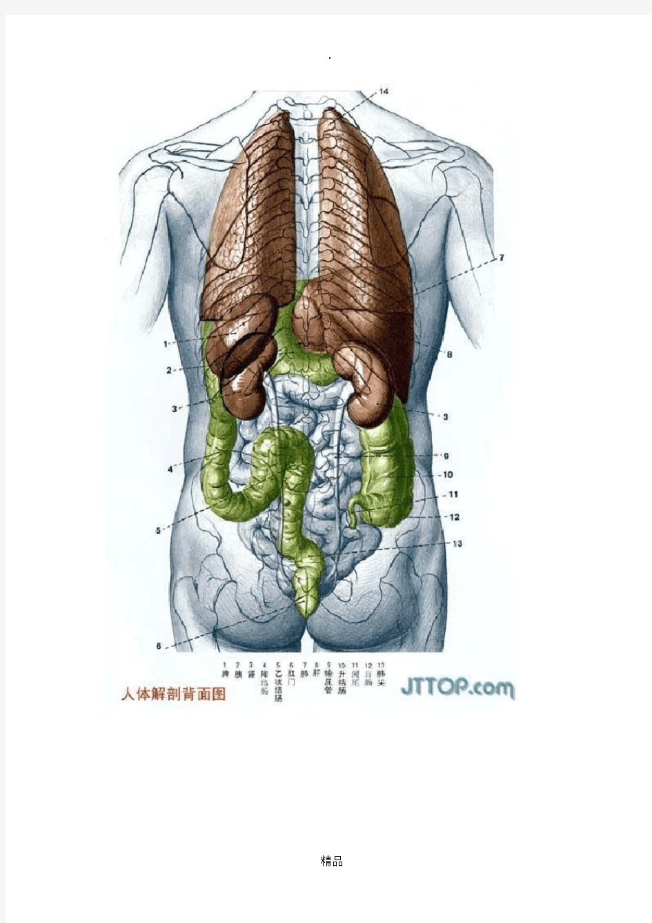 最全高清人体解剖图(彩图版)49215