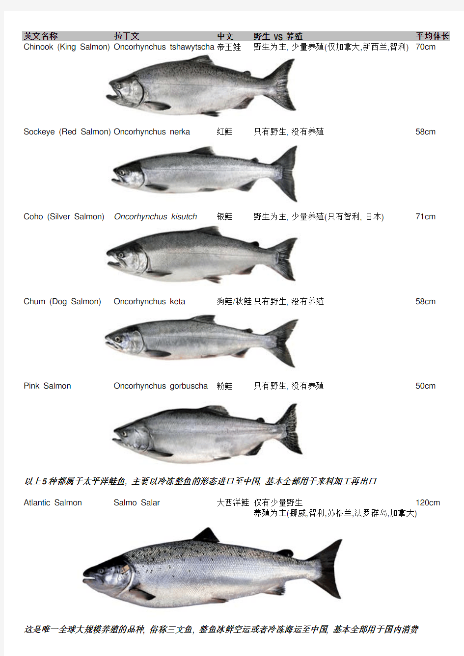 三文鱼品种图谱