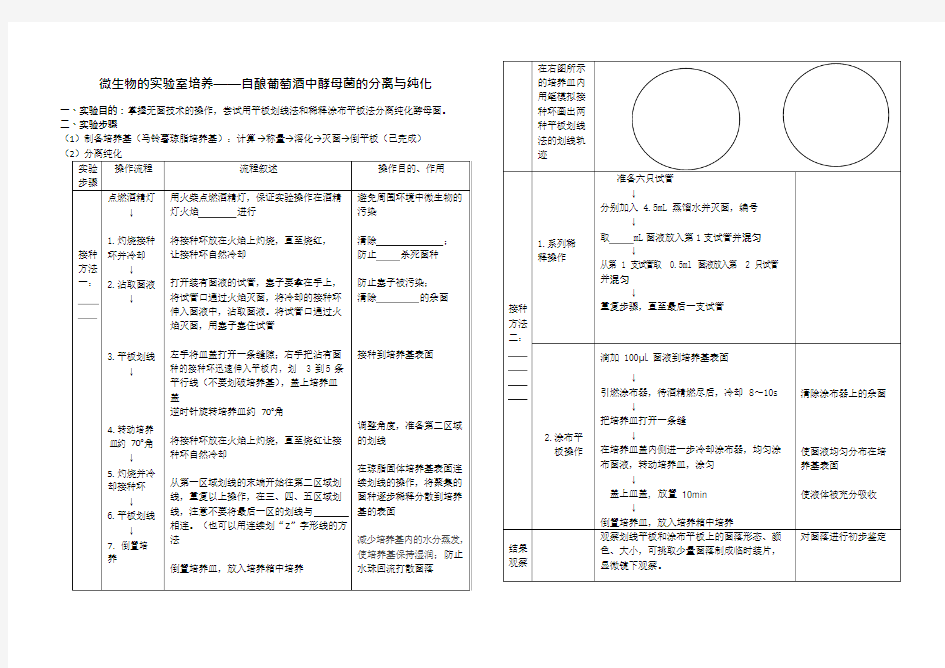 微生物的分离与纯化