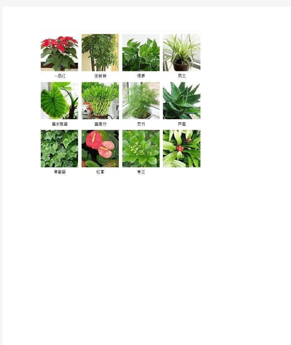 100种常见观叶植物