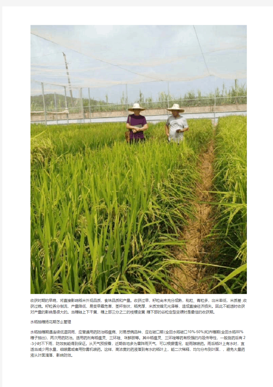 水稻种植管理技术方法
