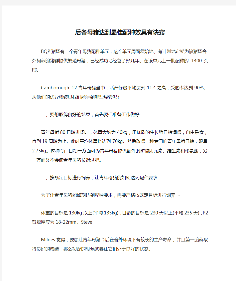 后备母猪达到最佳配种效果有诀窍