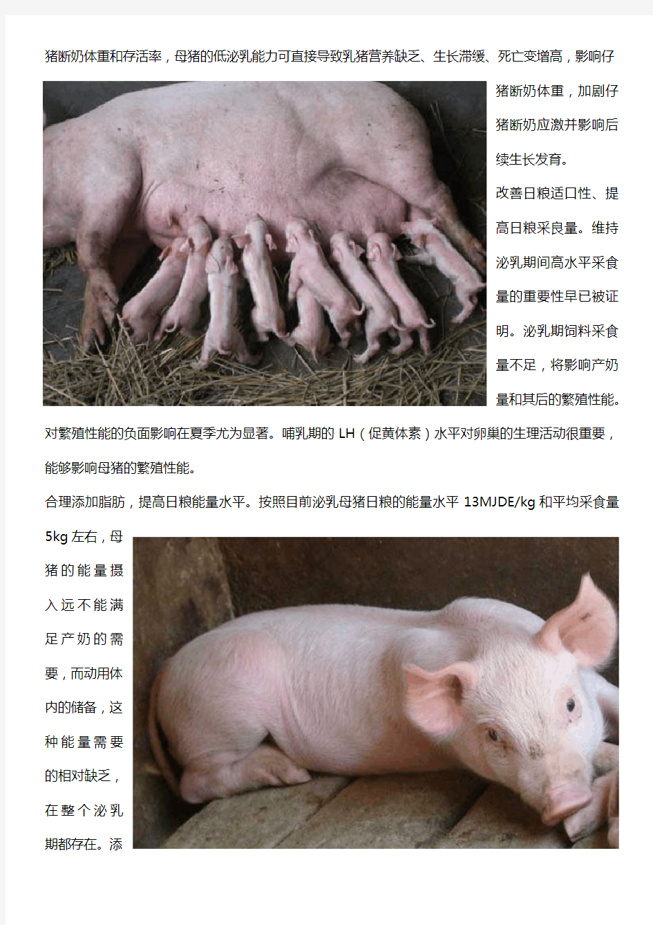 哺乳母猪饲养管理要点是什么_哺乳母猪饲养管理技术规范