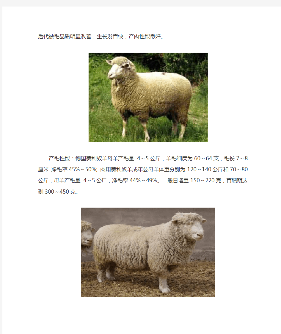 德国美利奴羊介绍及图片