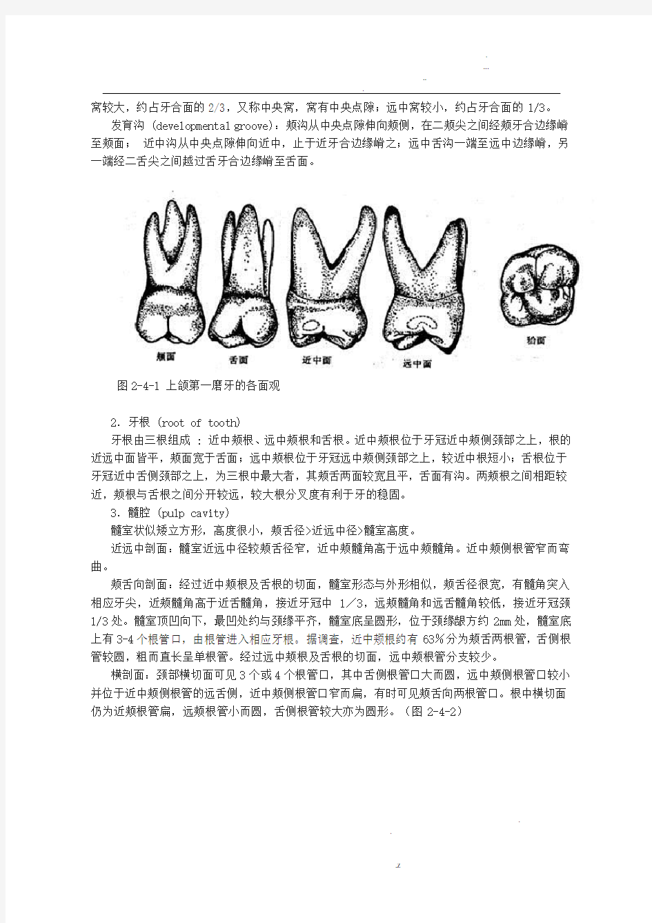 磨牙解剖形态