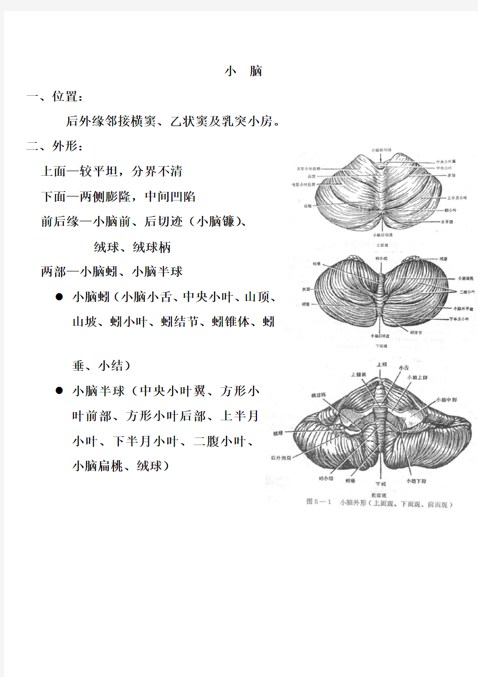 神经解剖学小脑