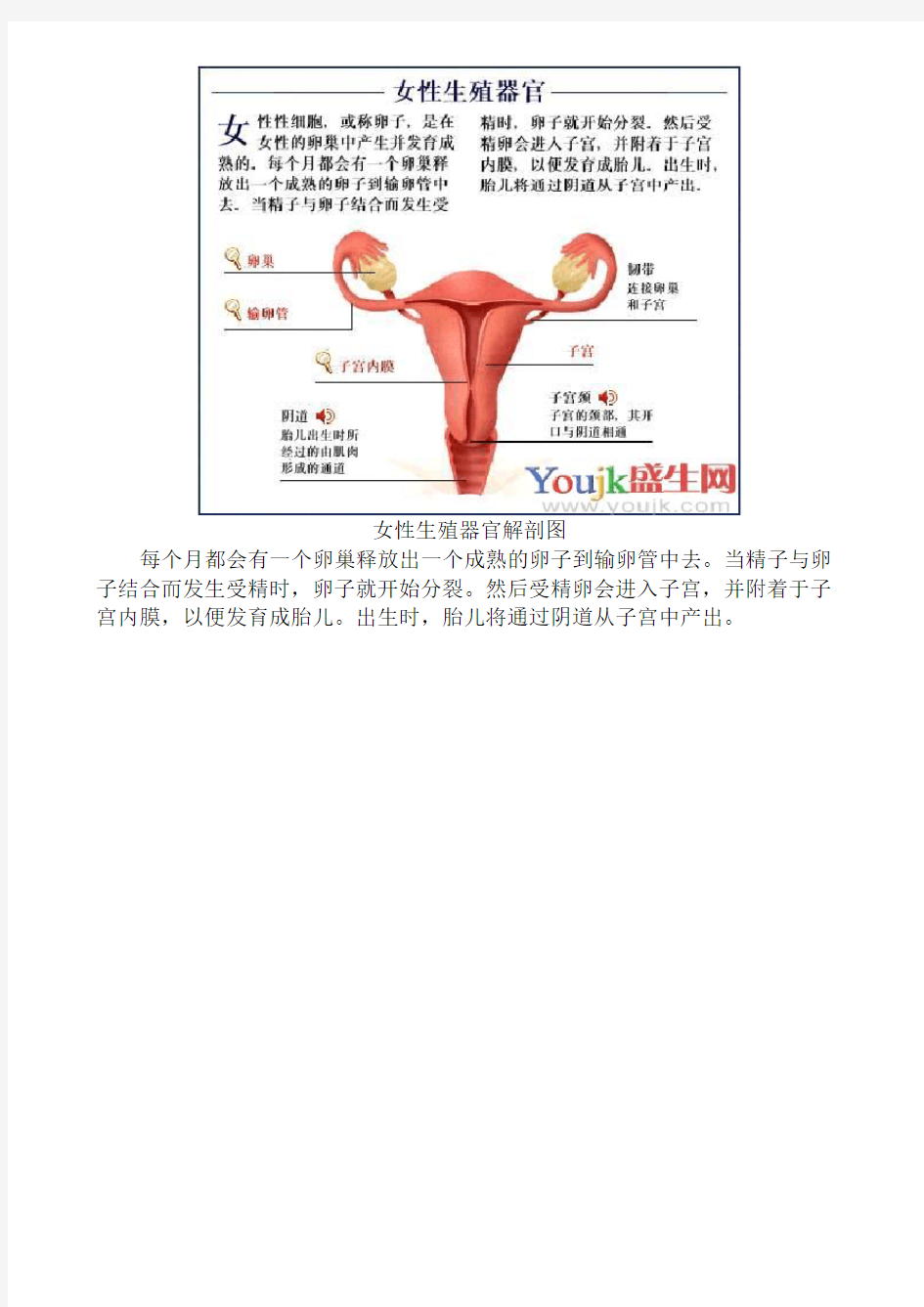 女性人体结构图——子宫结构图
