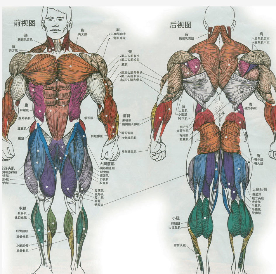 健美知识之人体肌肉图解